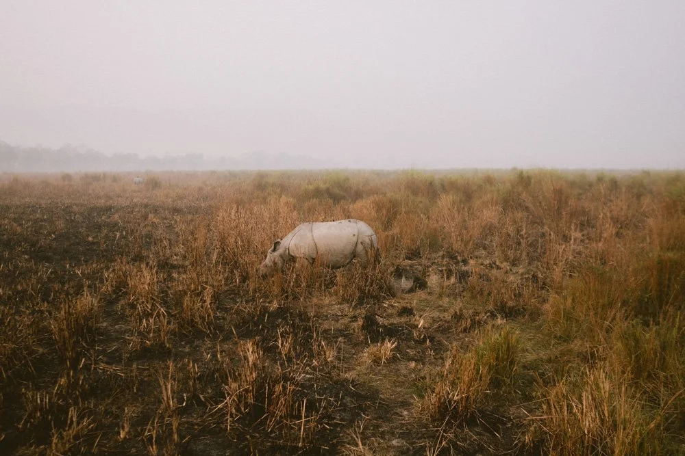 KAZIRANGA_ELEPHANT SAFARI-35.jpg