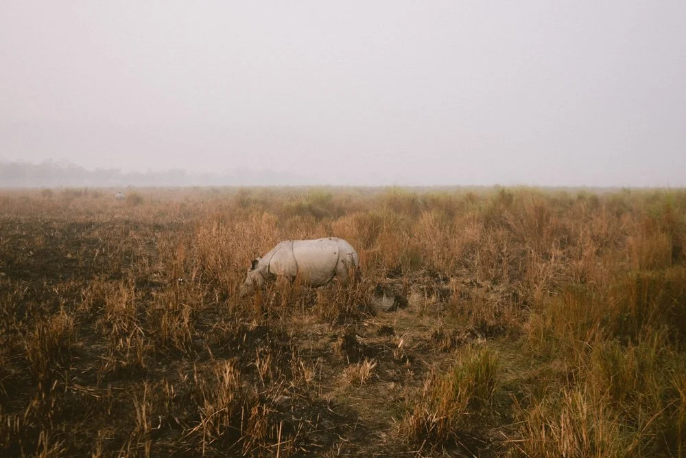 KAZIRANGA_ELEPHANT SAFARI-36.jpg