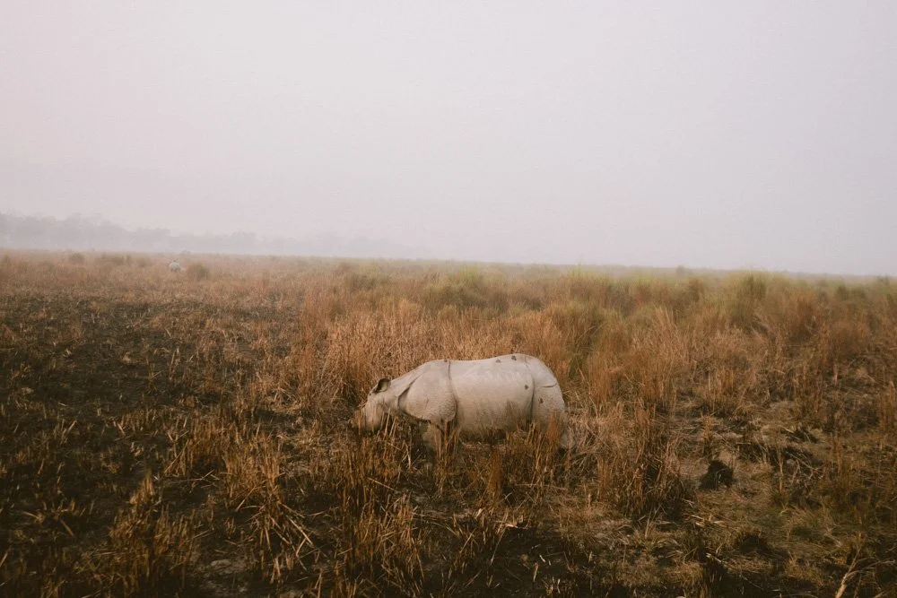 KAZIRANGA_ELEPHANT SAFARI-38.jpg