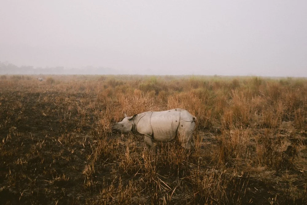 KAZIRANGA_ELEPHANT SAFARI-39.jpg