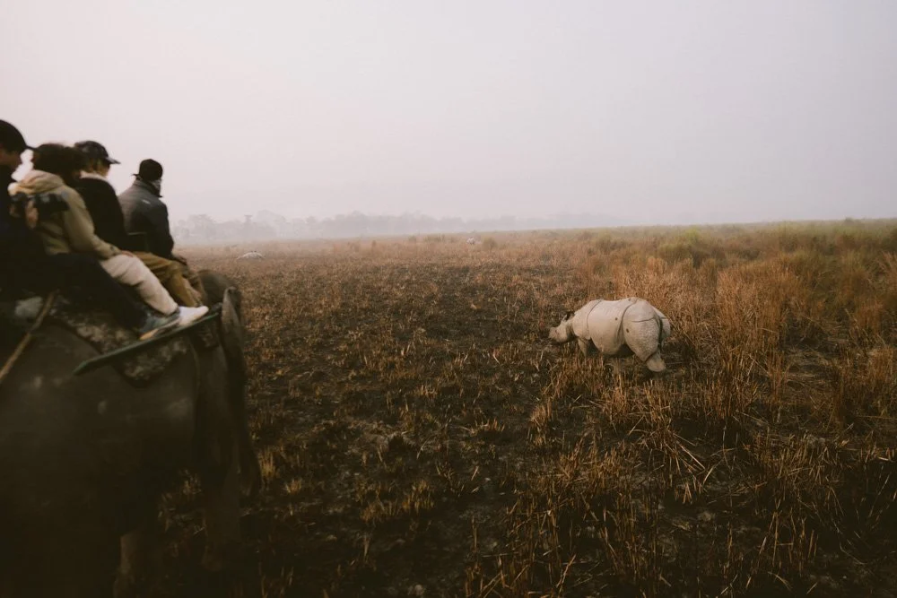 KAZIRANGA_ELEPHANT SAFARI-41.jpg