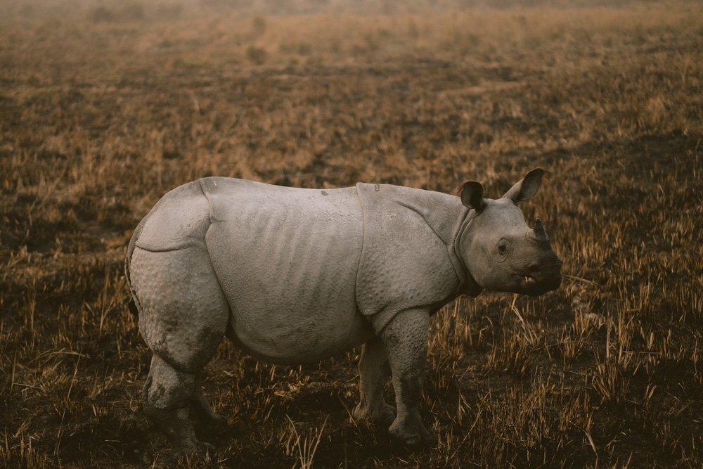 KAZIRANGA_ELEPHANT SAFARI-42.jpg