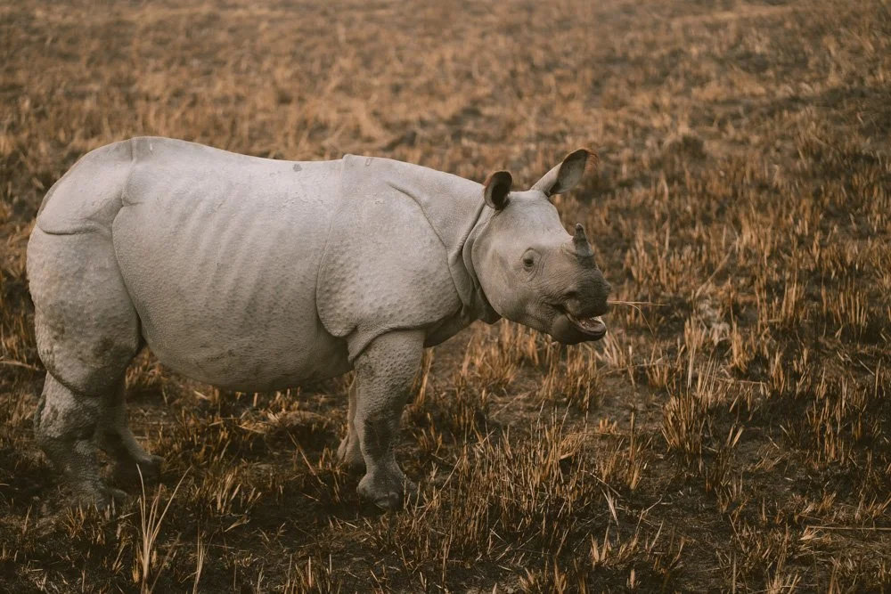 KAZIRANGA_ELEPHANT SAFARI-43.jpg