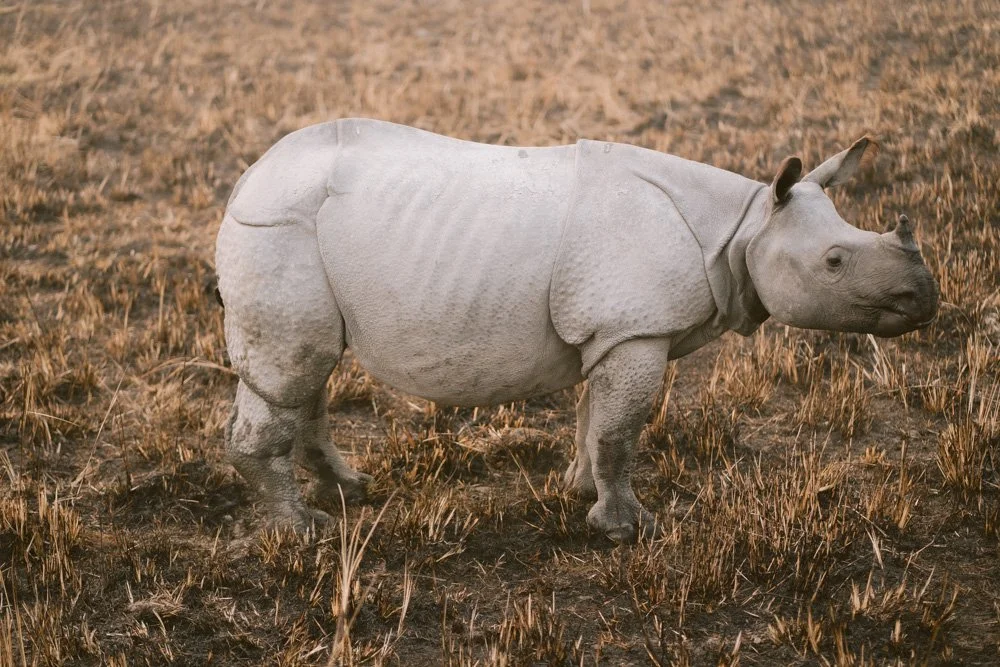 KAZIRANGA_ELEPHANT SAFARI-45.jpg