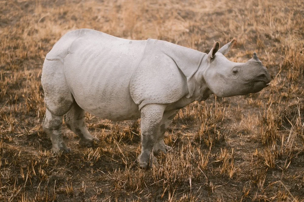 KAZIRANGA_ELEPHANT SAFARI-46.jpg