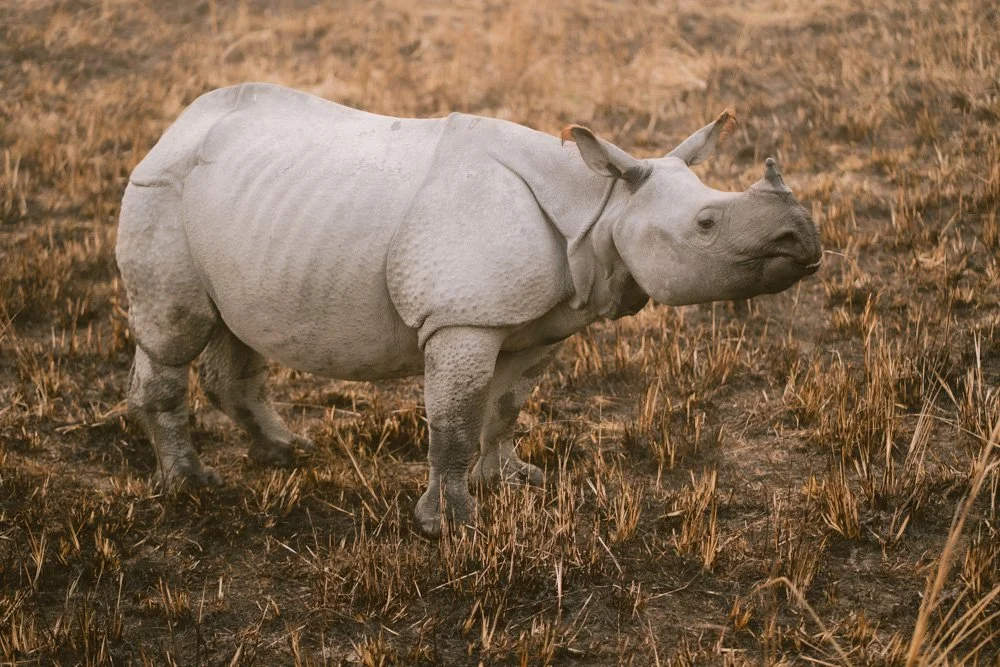 KAZIRANGA_ELEPHANT SAFARI-47.jpg