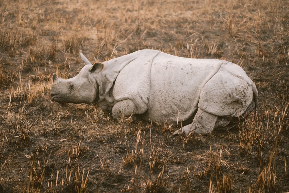 KAZIRANGA_ELEPHANT SAFARI-48.jpg
