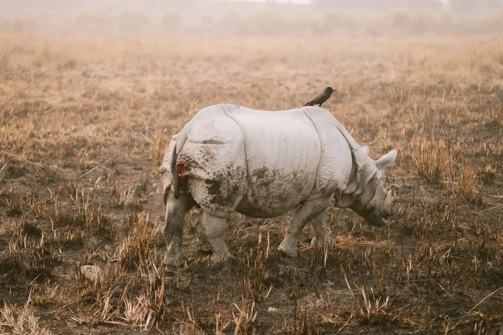 KAZIRANGA_ELEPHANT SAFARI-50.jpg