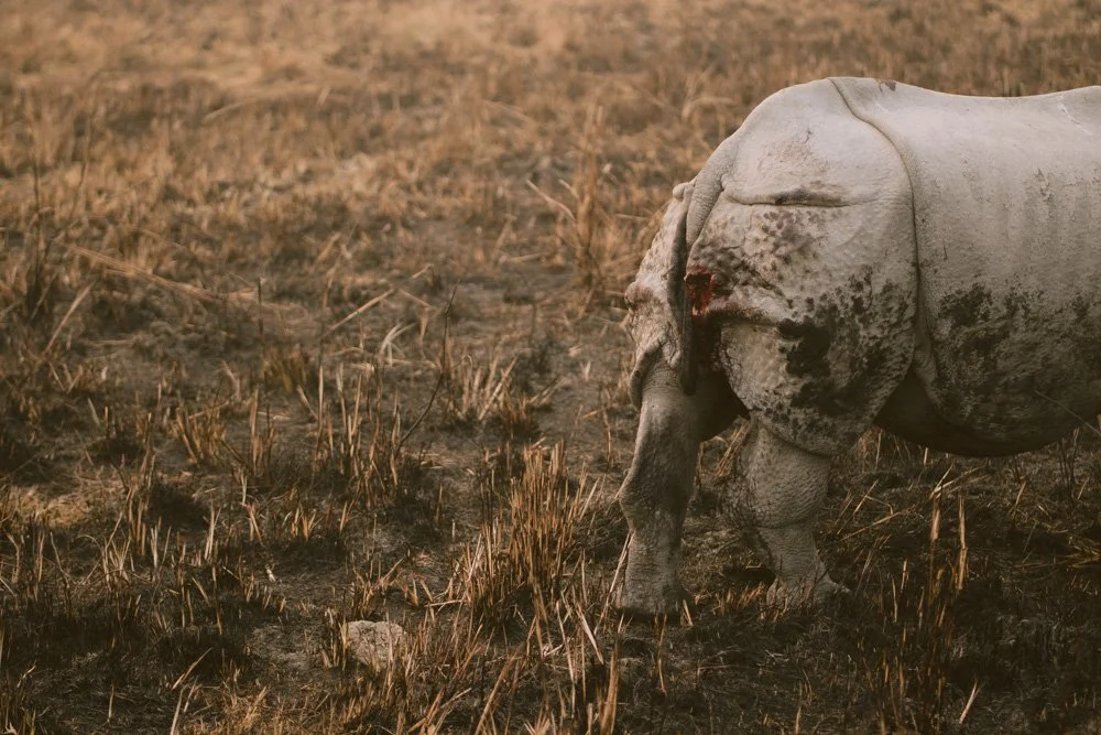 KAZIRANGA_ELEPHANT SAFARI-52.jpg