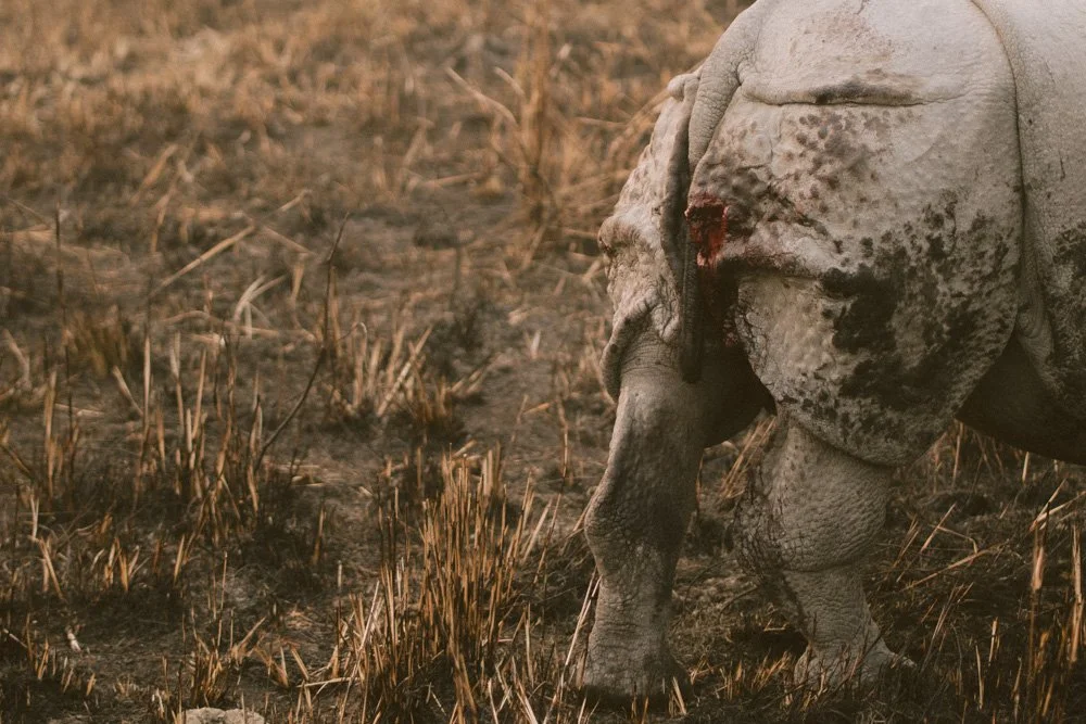 KAZIRANGA_ELEPHANT SAFARI-53.jpg