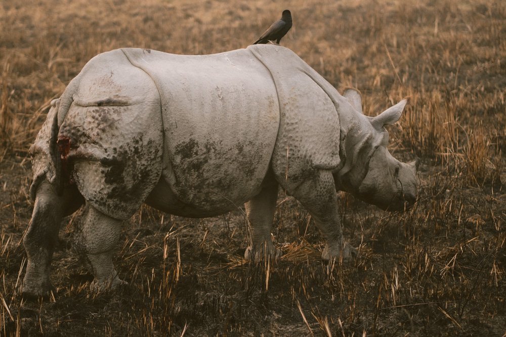 KAZIRANGA_ELEPHANT SAFARI-54.jpg