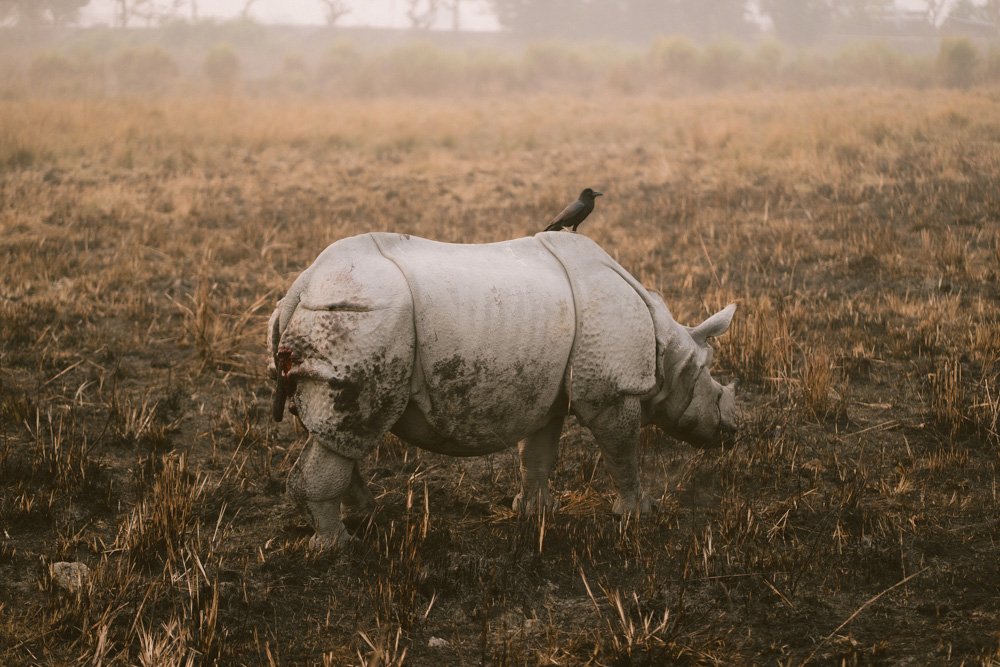 KAZIRANGA_ELEPHANT SAFARI-55.jpg