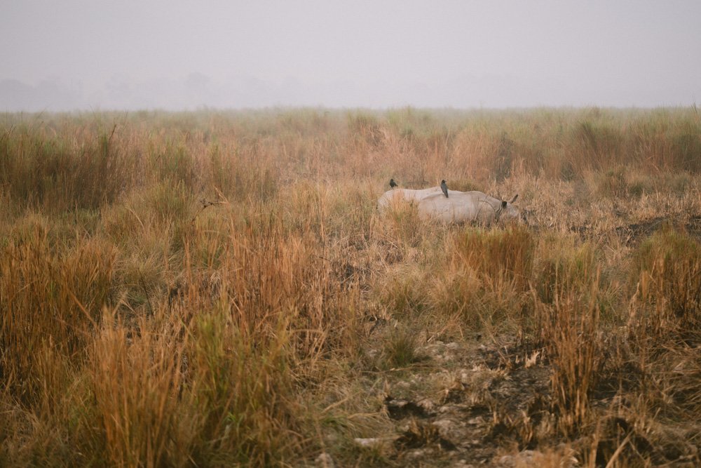 KAZIRANGA_ELEPHANT SAFARI-56.jpg