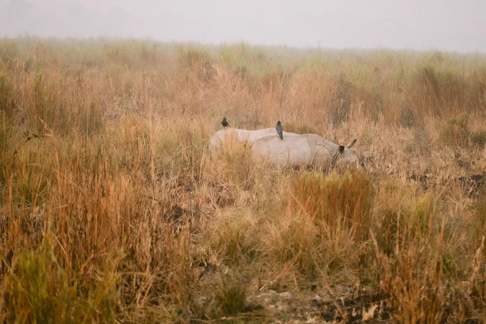 KAZIRANGA_ELEPHANT SAFARI-57.jpg