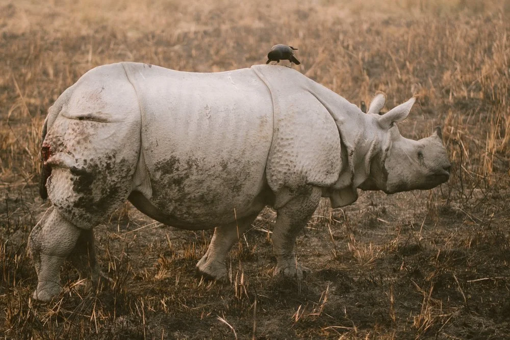 KAZIRANGA_ELEPHANT SAFARI-58.jpg