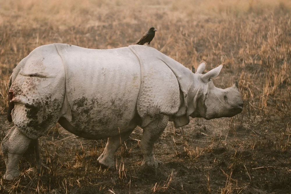 KAZIRANGA_ELEPHANT SAFARI-59.jpg