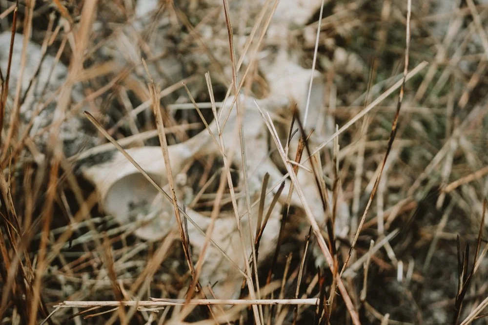 KAZIRANGA_ELEPHANT SAFARI-60.jpg