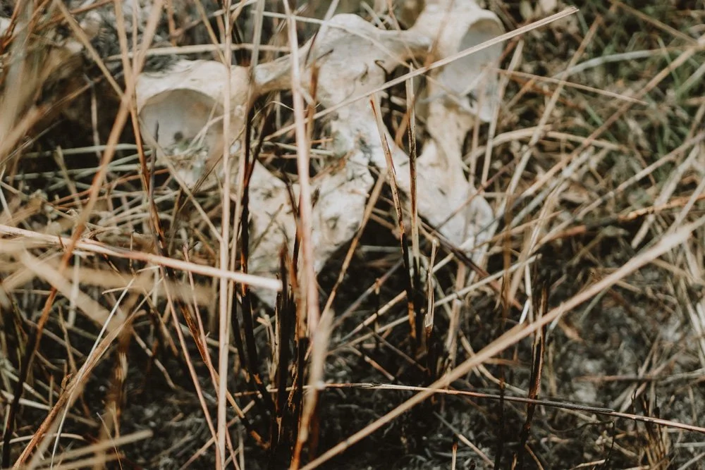 KAZIRANGA_ELEPHANT SAFARI-61.jpg