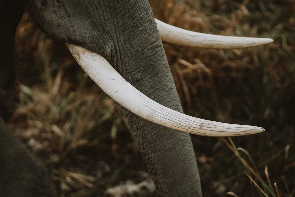 KAZIRANGA_ELEPHANT SAFARI-62.jpg