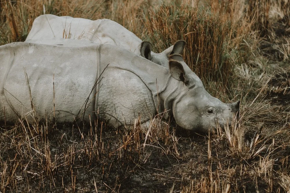 KAZIRANGA_ELEPHANT SAFARI-63.jpg