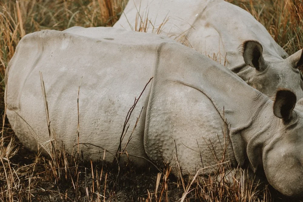 KAZIRANGA_ELEPHANT SAFARI-64.jpg