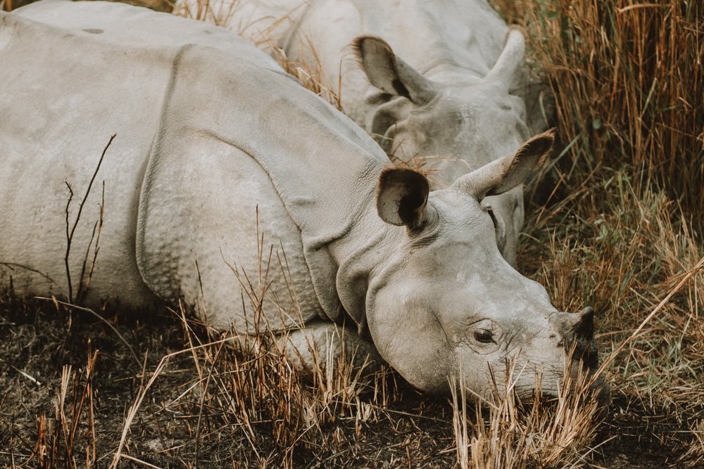 KAZIRANGA_ELEPHANT SAFARI-65.jpg