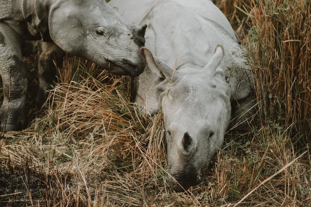 KAZIRANGA_ELEPHANT SAFARI-66.jpg