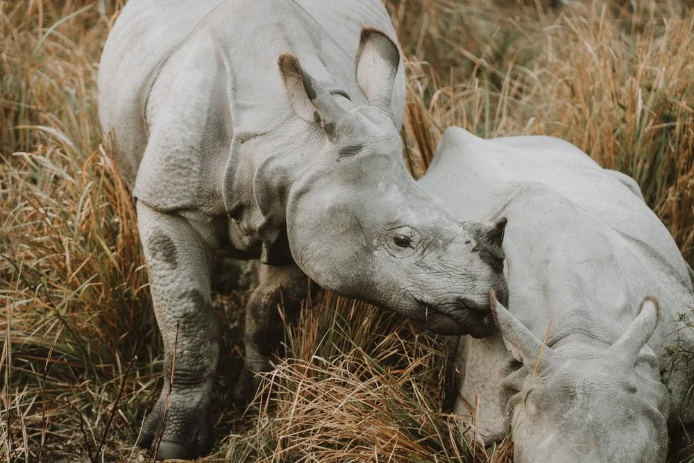 KAZIRANGA_ELEPHANT SAFARI-67.jpg