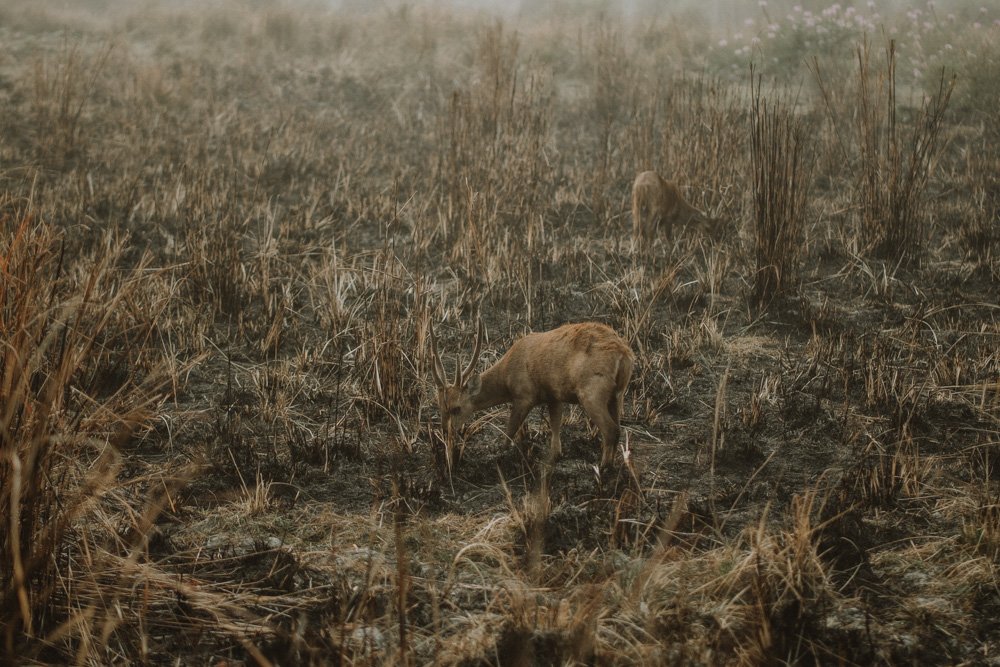 KAZIRANGA_ELEPHANT SAFARI-68.jpg