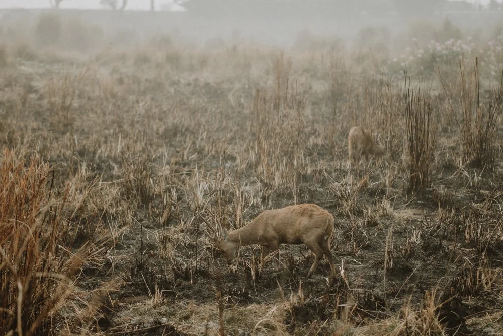 KAZIRANGA_ELEPHANT SAFARI-69.jpg