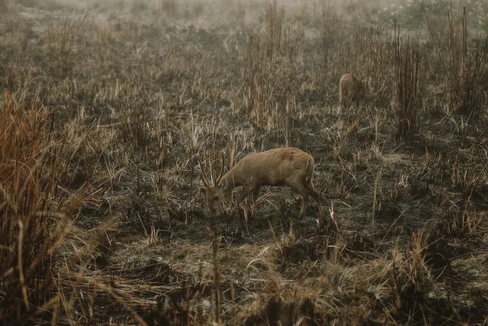 KAZIRANGA_ELEPHANT SAFARI-70.jpg