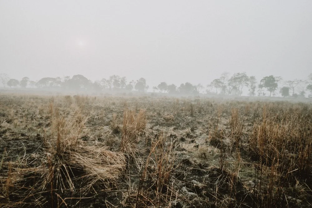 KAZIRANGA_ELEPHANT SAFARI-71.jpg