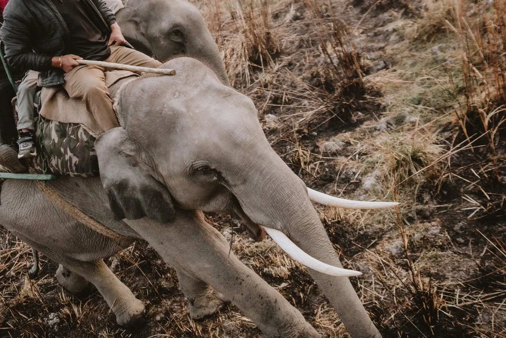 KAZIRANGA_ELEPHANT SAFARI-73.jpg