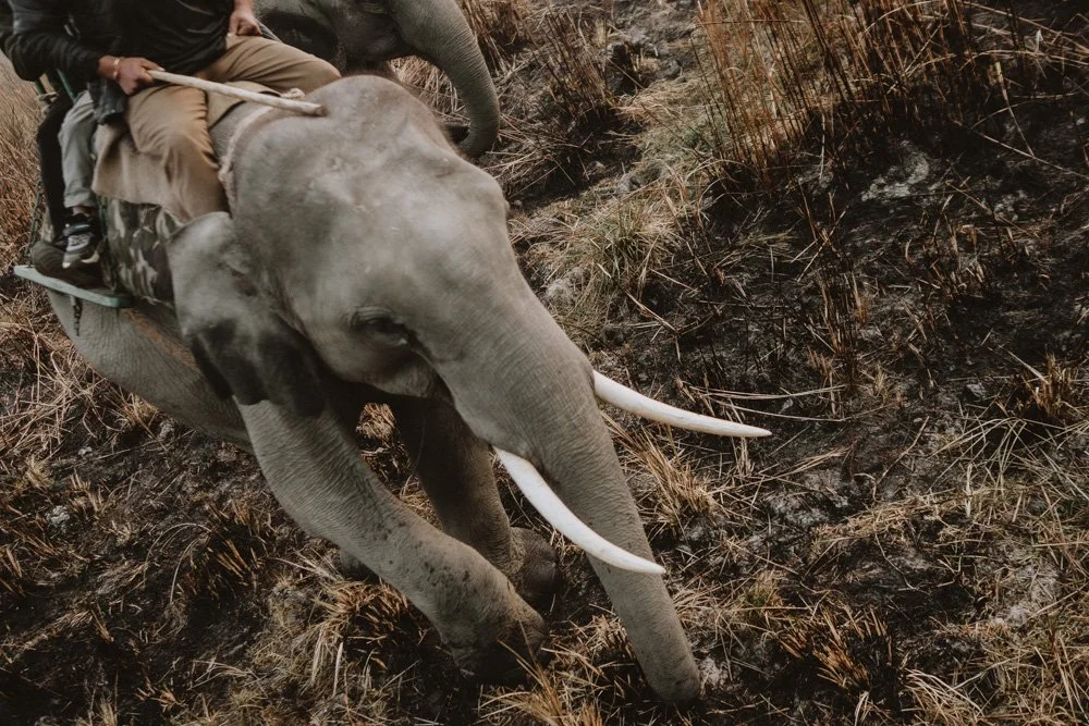 KAZIRANGA_ELEPHANT SAFARI-74.jpg