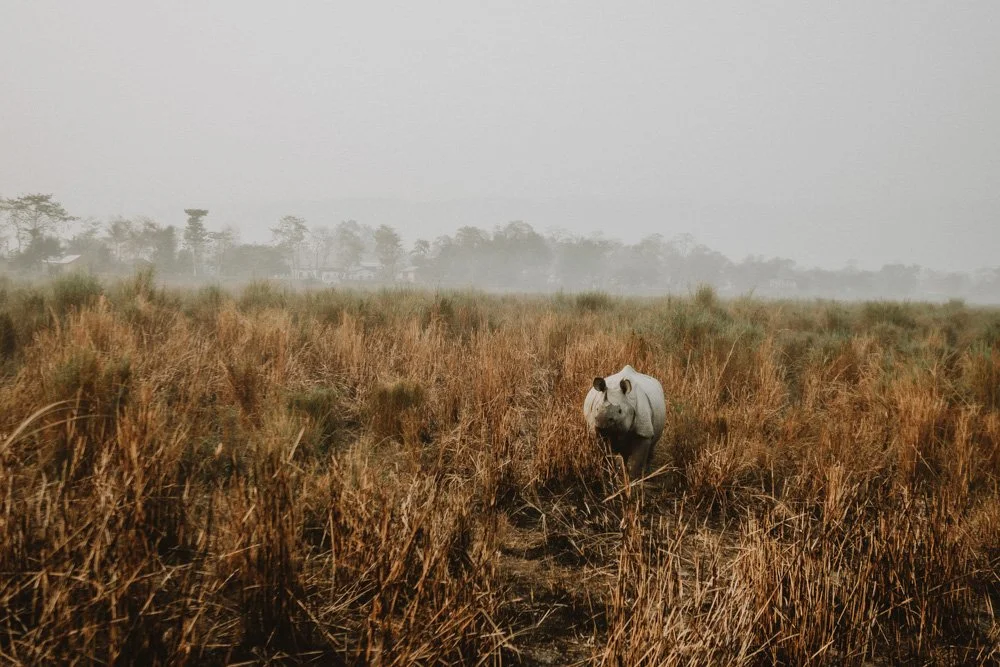 KAZIRANGA_ELEPHANT SAFARI-75.jpg