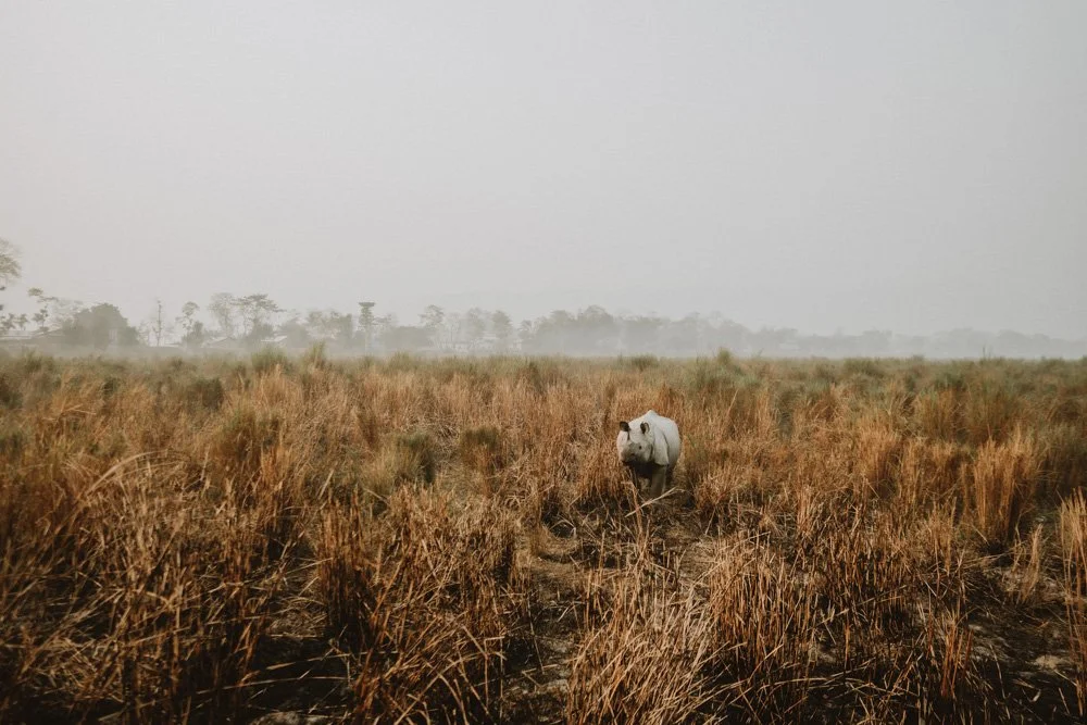 KAZIRANGA_ELEPHANT SAFARI-76.jpg