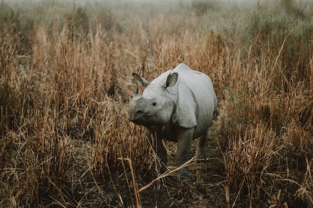 KAZIRANGA_ELEPHANT SAFARI-77.jpg