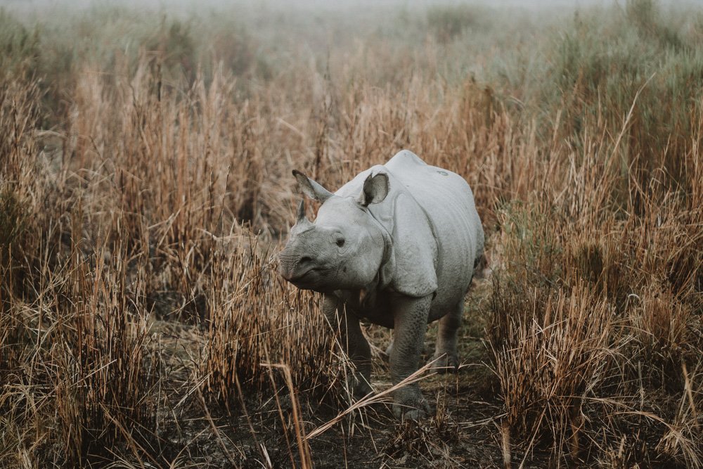 KAZIRANGA_ELEPHANT SAFARI-78.jpg