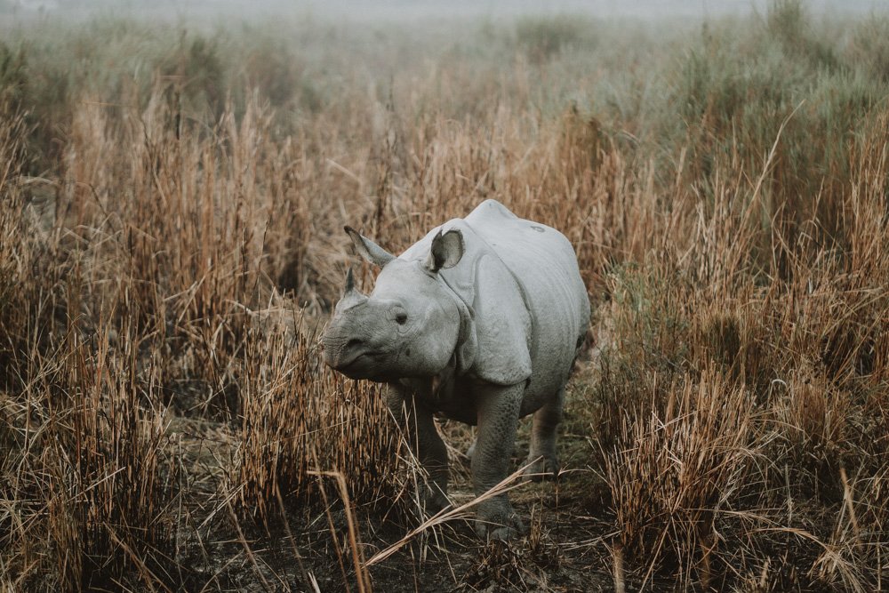 KAZIRANGA_ELEPHANT SAFARI-79.jpg