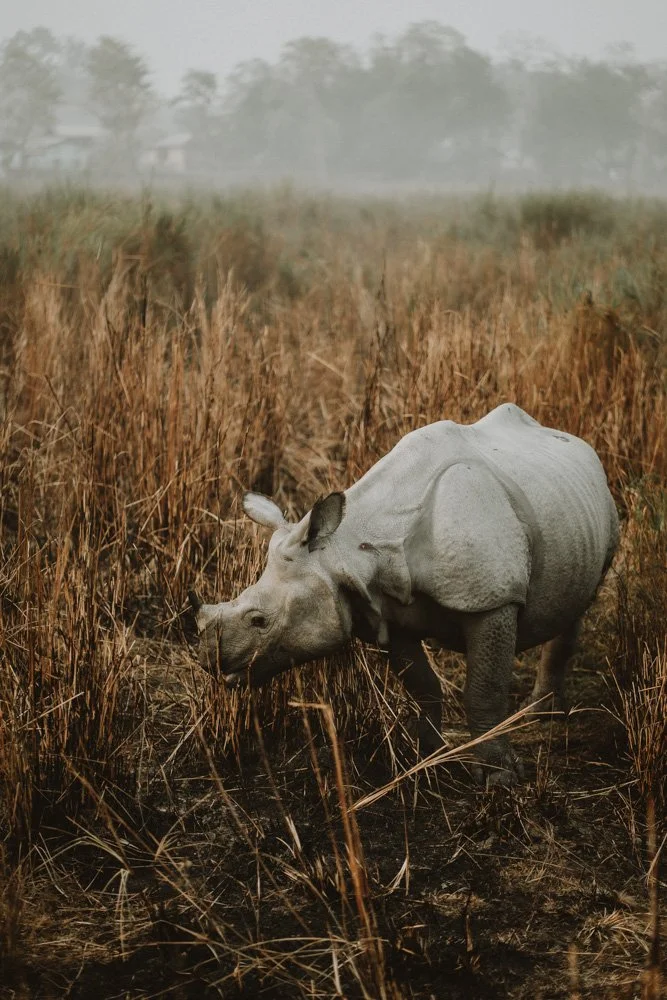 KAZIRANGA_ELEPHANT SAFARI-81.jpg