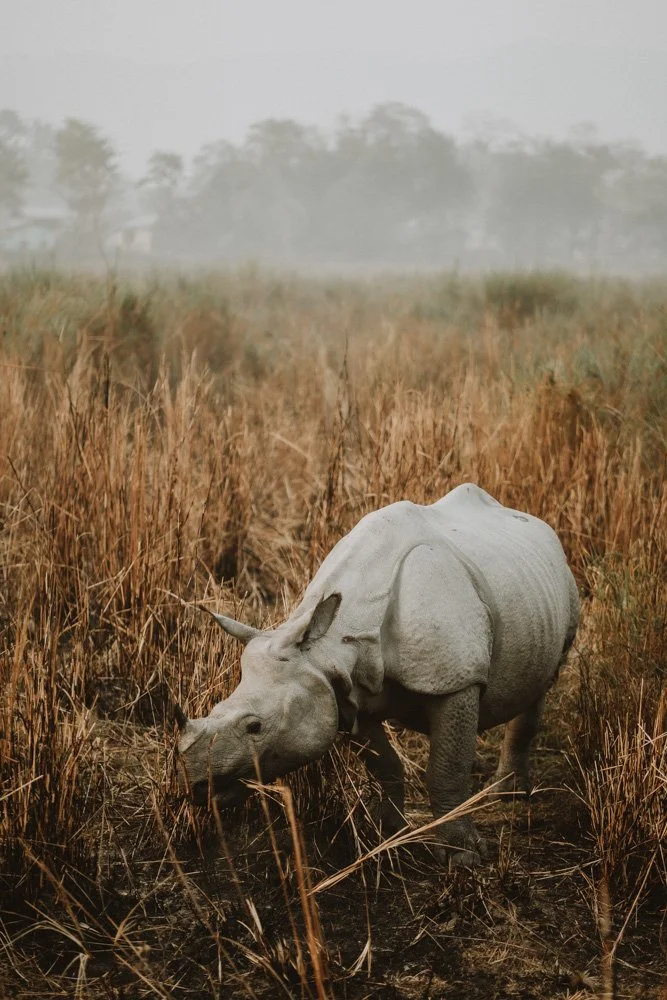 KAZIRANGA_ELEPHANT SAFARI-82.jpg