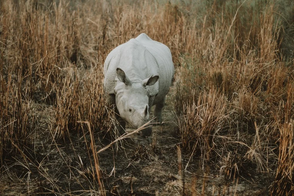 KAZIRANGA_ELEPHANT SAFARI-83.jpg