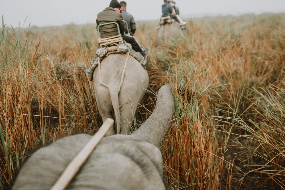 KAZIRANGA_ELEPHANT SAFARI-84.jpg