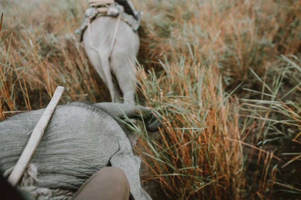 KAZIRANGA_ELEPHANT SAFARI-85.jpg