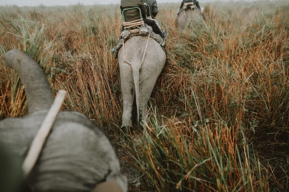 KAZIRANGA_ELEPHANT SAFARI-86.jpg