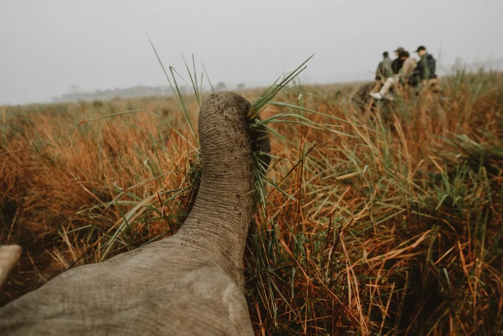 KAZIRANGA_ELEPHANT SAFARI-93.jpg