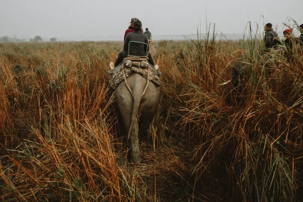 KAZIRANGA_ELEPHANT SAFARI-95.jpg
