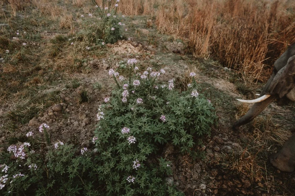 KAZIRANGA_ELEPHANT SAFARI-102.jpg