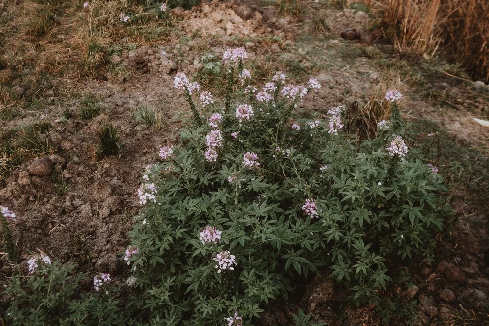 KAZIRANGA_ELEPHANT SAFARI-103.jpg