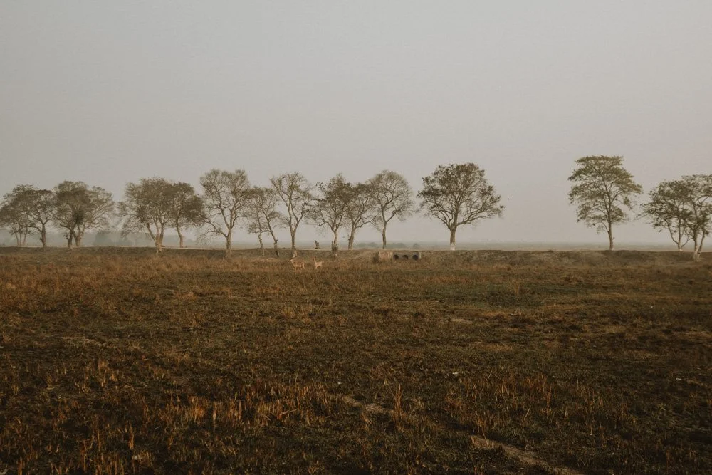 KAZIRANGA_ELEPHANT SAFARI-108.jpg